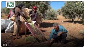 14مليون شجرة زيتون على مساحة 140 ألف هكتار في عفرين.. ضعف الإنتاج والسماح بالتصدير سيؤديان إلى ارتفاع كبير في أسعار الزيت 14مليون شجرة زيتون على مساحة 140 ألف هكتار في عفرين.. ضعف الإنتاج والسماح بالتصدير سيؤديان إلى ارتفاع كبير في أسعار الزيت