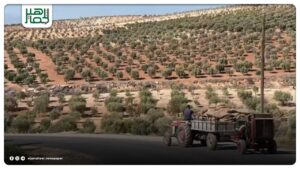 14مليون شجرة زيتون على مساحة 140 ألف هكتار في عفرين.. ضعف الإنتاج والسماح بالتصدير سيؤديان إلى ارتفاع كبير في أسعار الزيت 14مليون شجرة زيتون على مساحة 140 ألف هكتار في عفرين.. ضعف الإنتاج والسماح بالتصدير سيؤديان إلى ارتفاع كبير في أسعار الزيت