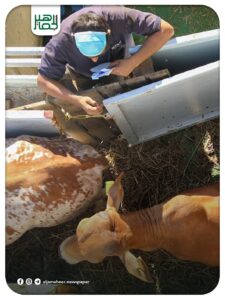 وصول أول شحنة ترانزيت من العجول الحية قادمة من البرازيل