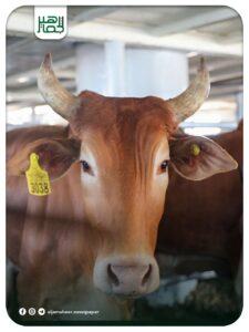 وصول أول شحنة ترانزيت من العجول الحية قادمة من البرازيل